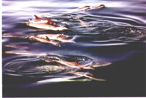 Journey Into Infinite Ambient Galaxy